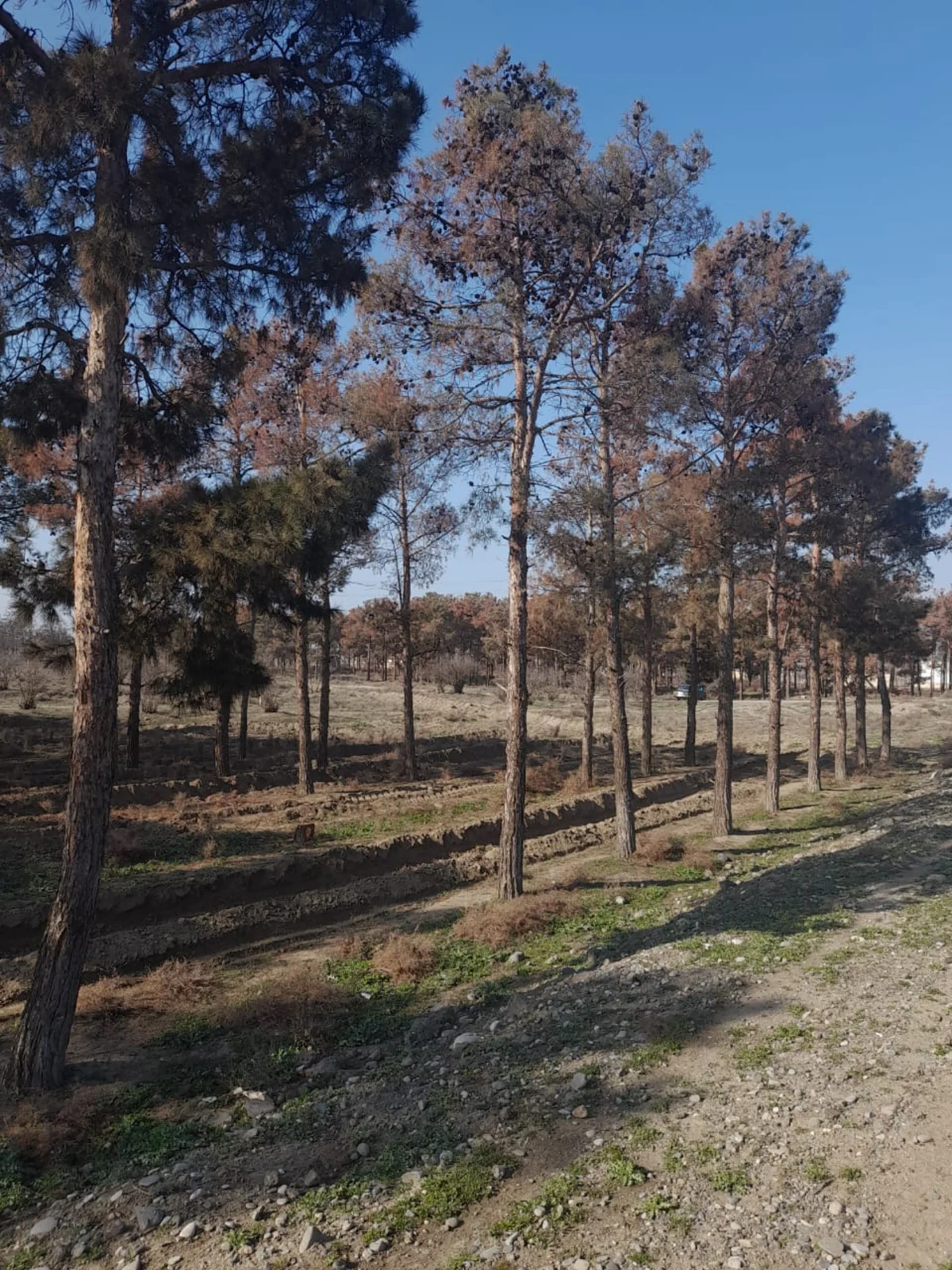 Yevlaxda zərərvericilər çox sayda Eldar Şamını qurudub, kəsilməsinə qərar verilib