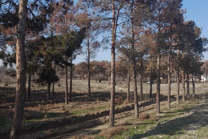 Yevlaxda zərərvericilər çox sayda Eldar Şamını qurudub, kəsilməsinə qərar verilib