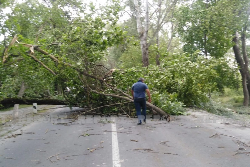 Oğuzda güclü küləyin aşırdığı ağaclar yolu bağladı