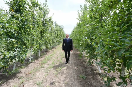 Dövlət başçısı Balakəndə “Bal meyvə” bağçılıq təsərrüfatı ilə tanış olub