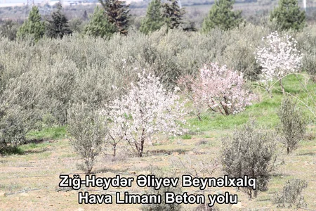 ETSN: Son 3 ayda 160 mindən çox ağac əkilib