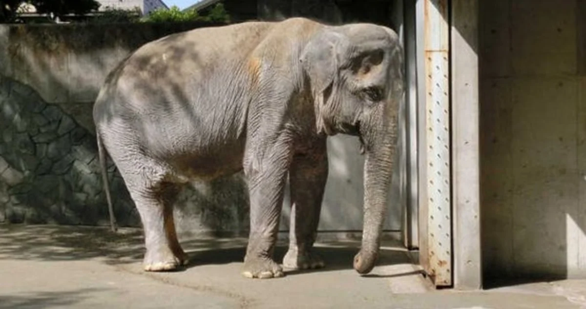 ​Asiyanın ən yaşlı fili ölüb