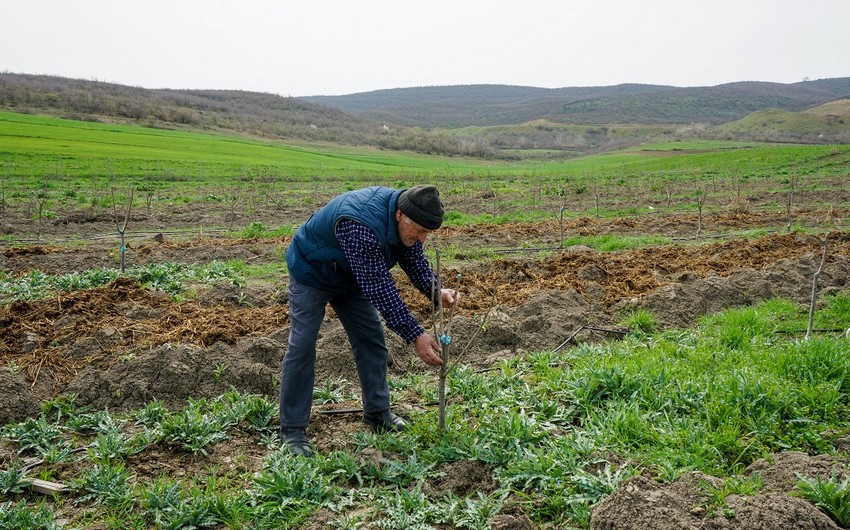 “Sosial Bağlar-2021” layihəsinə müraciətlərin qəbulu başlayıb