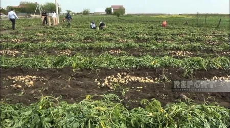 Cəlilabadda faraş kartofun qiyməti kəskin ucuzlaşıb, fermerlər narazıdır