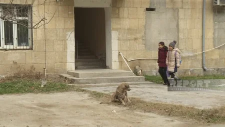Ötən il Şirvanda 1422 nəfəri it dişləyib, onlardan 218-i uşaqdır