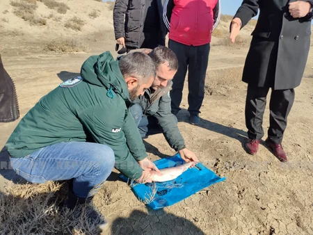Salyanda brakonyerlərə qarşı reyd keçirilib, qanunsuz balıq ovunun qarşısı alınıb