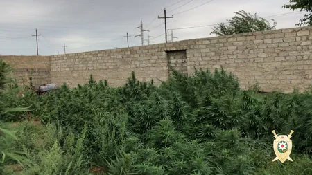 Maştağada 1 tona yaxın narkotik vasitə aşkar edilib