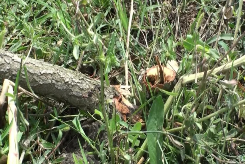 Göyçayda bir gecədə 60-dan çox meyvə ağacı kəsilib