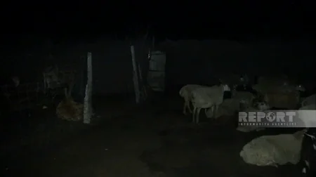 3 baş atı kəsərək ətini Bakıda satmaq istəyən şəxslər saxlanılıb