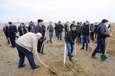 Nazirlər Kabineti Aparatının əməkdaşları ağac əkiblər