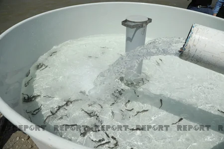 Diplomats, international experts release trouts into Hakari River