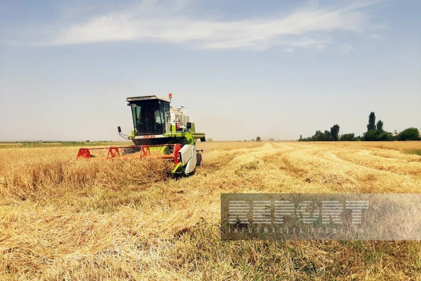 Biləsuvarda arpa biçini davam edir, məhsuldarlıq iki dəfəyə yaxın azalıb