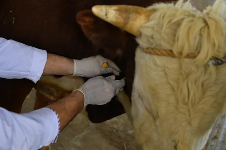 İran halal ət kəsimini Azərbaycan şirkətinə etibar edib - VİDEO