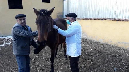 Gədəbəydə heyvanlar arasında profilaktik peyvəndləmə tədbirləri aparılır