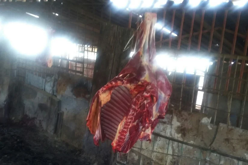 Laboratoriya: Bakterioloji müayinə nəticəsində nümunənin kəsilmiş at əti olduğu müəyyənləşib