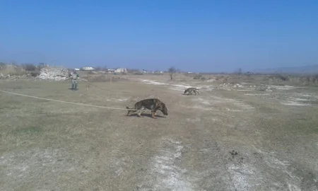 Cocuq Mərcanlıda 421 ədəd qəlpə aşkar edilib