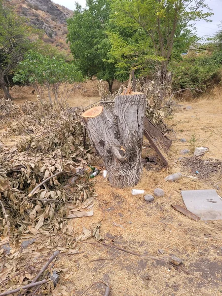 Deputy Minister: Fires committed by Armenians cause serious damage to regional ecosystem