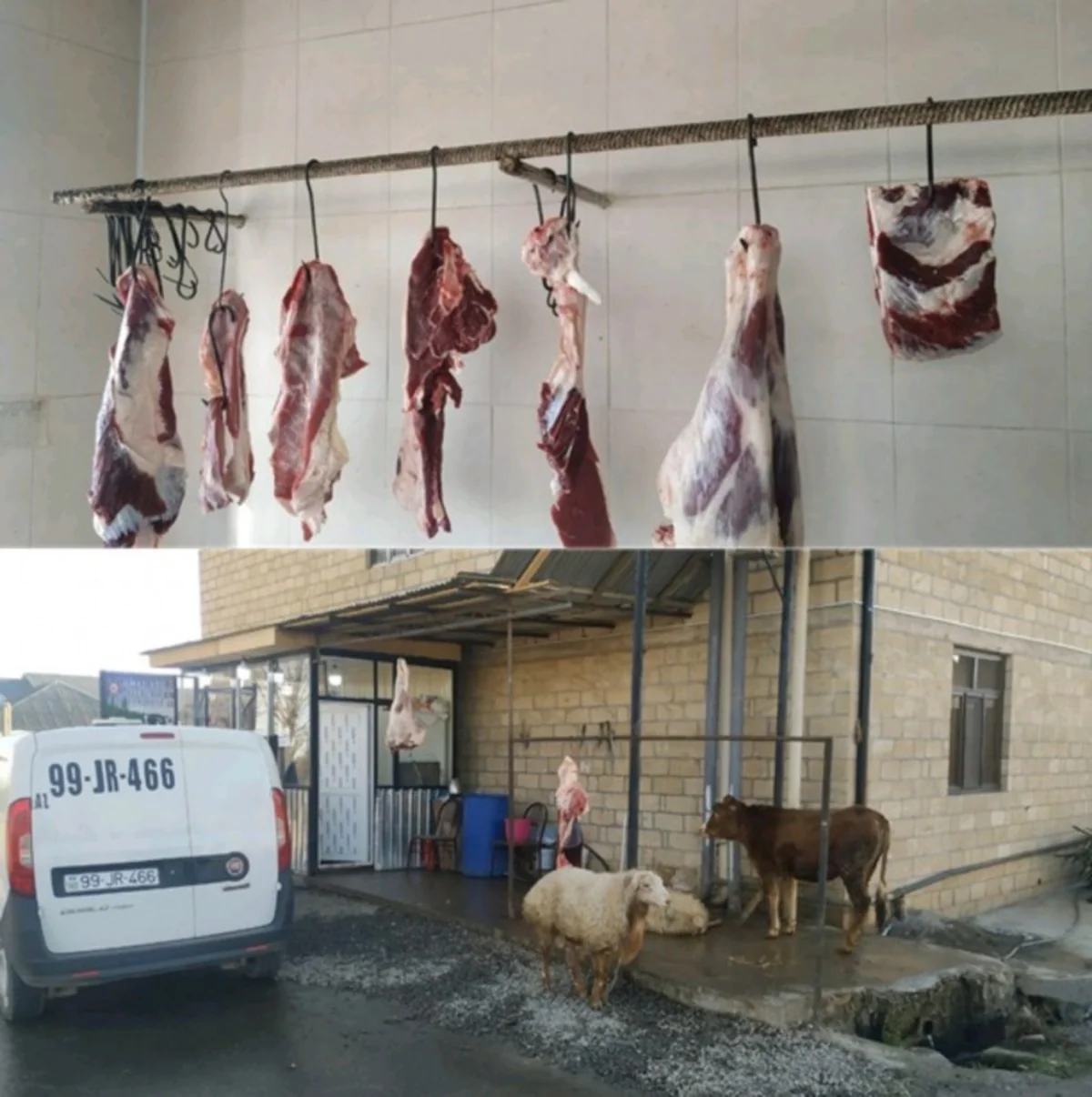 Şəmkirdə qanunsuz heyvan kəsimi məntəqələri aşkarlanıb
