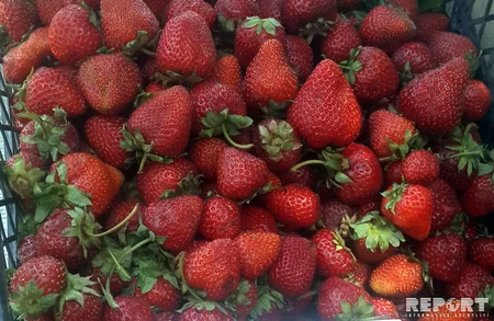 Ekspert: Çiyələyin qiymətinin baha olmasının səbəbkarı alverçilərdir