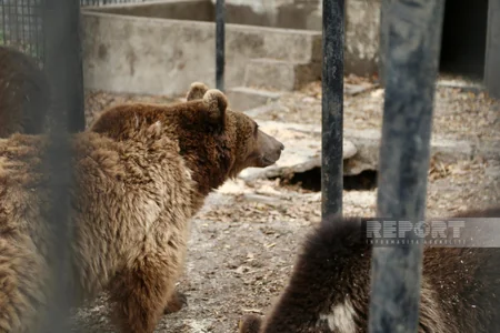 Altıağacda qonur ayılar peyvəndlənib