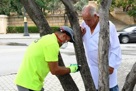 Bakının müxtəlif ərazilərindəki zeytun ağaclarında naməlum bakterial xəstəlik aşkarlanıb