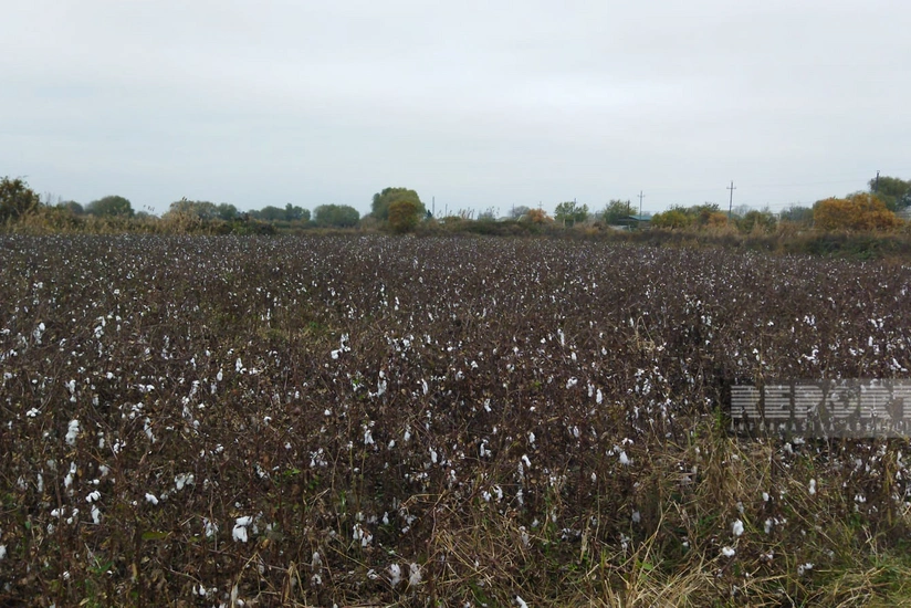 Salyanda yağış pambıq yığımında problemlər yaradıb