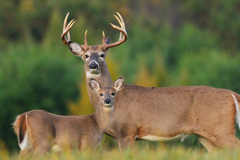 Qəbələdə adı “Qırmızı Kitab”a düşən maral ovlanıb