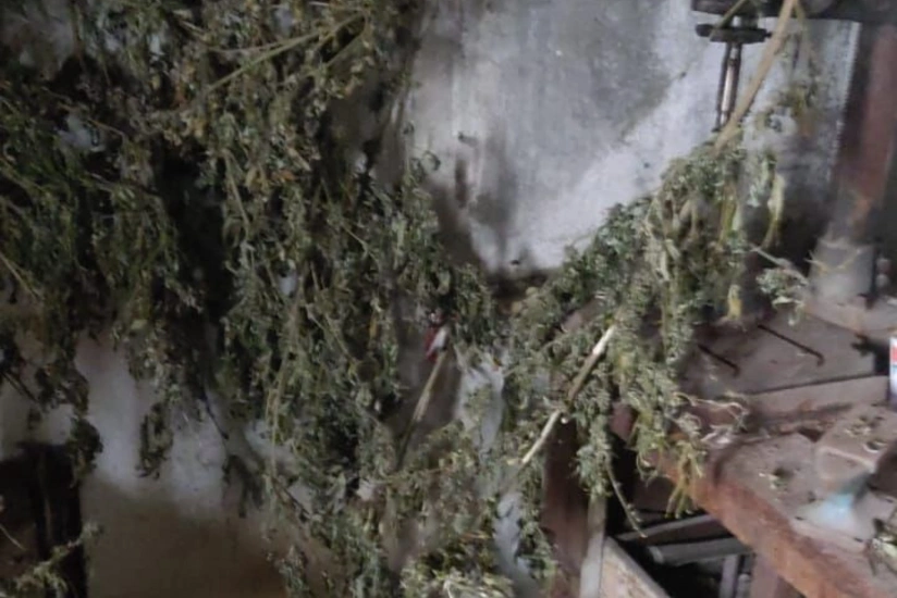 Cannabis and ammunition found in Khankandi