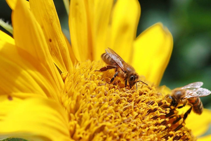 Scientists see decrease in activity of pollinating insects due to air pollution