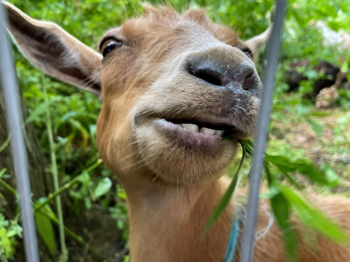 Goats released in New York City park to eat invasive weeds