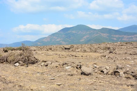 Azərbaycanda yeni fındıq bağları salınır: yüzlərlə yeni iş yeri, bol məhsul gözlənilir