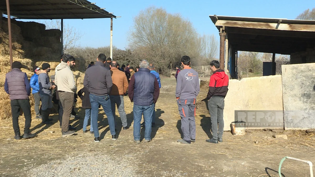 Saatlıda kəndə hücum edən canavarlar 14 baş qoyunu parçalayıb