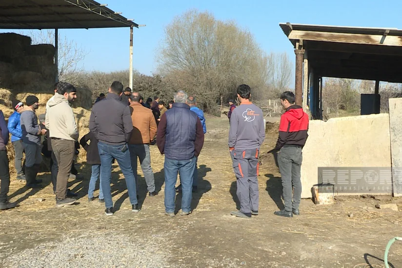 Saatlıda kəndə hücum edən canavarlar 14 baş qoyunu parçalayıb