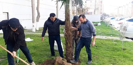 Heydər Əliyevin 100 illik yubileyi ilə bağlı Sabirabadda ağacəkmə aksiyası keçirilir