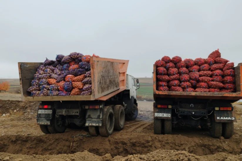 Belarusdan Azərbaycana gətirilən 41 tondan artıq kartof məhv ediləcək
