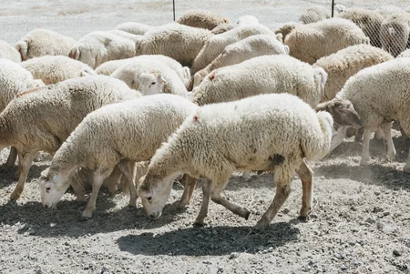 Azərbaycanda Qurban bayramı ilə əlaqədar diri heyvanların satış yarmarkaları fəaliyyətə başlayıb