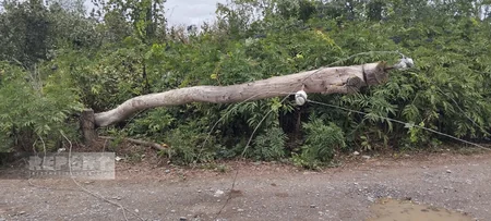 Güclü külək və yağış Xaçmaza ziyan vurub, kəndlər işıqsız qalıb