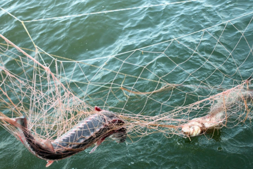 Samuxda qanunsuz balıq ovu ilə məşğul olan şəxs saxlanılıb