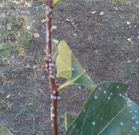 Tovuzda təhlükəli zərərvericilərə qarşı mübarizə tədbirləri davam etdirilir