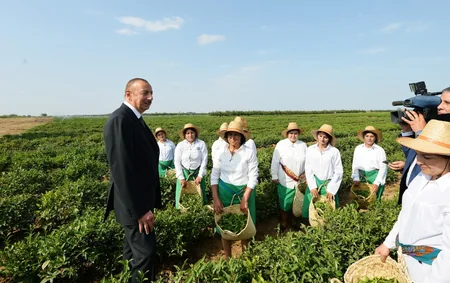 Prezident İlham Əliyev Lənkəranda “Astara Çay” MMC-nin çay plantasiyalarına baxıb