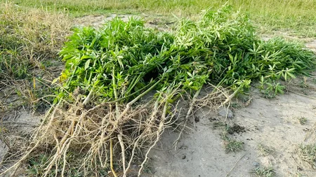 Şəkidə 12 ton narkotik tərkibli bitki məhv edilib