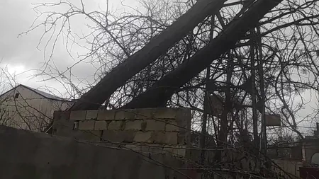 Salyanda 100 yaşlı ağac aşıb 