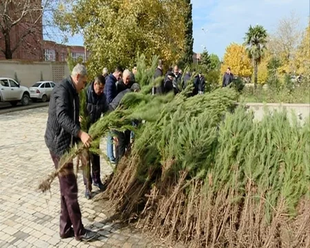 Respublika üzrə ümumilikdə 120 minə yaxın pulsuz ağac tingi paylanılıb