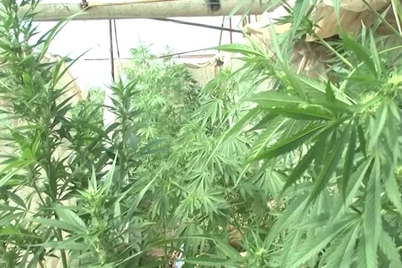  Gəncə sakinlərindən narkotik vasitə aşkarlanıb