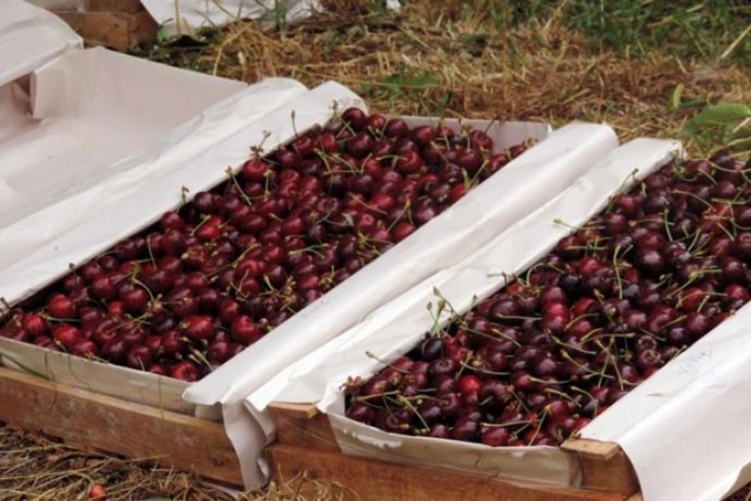 Azerbaijan quintuples revenues from cherry exports