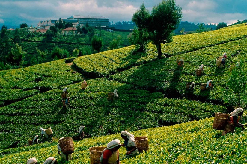 Azərbaycan Türkiyəyə çay ixrac edəcək