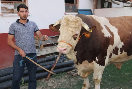 2.2-ton bull will be sacrificed in Turkey on Eid al Adha - PHOTO