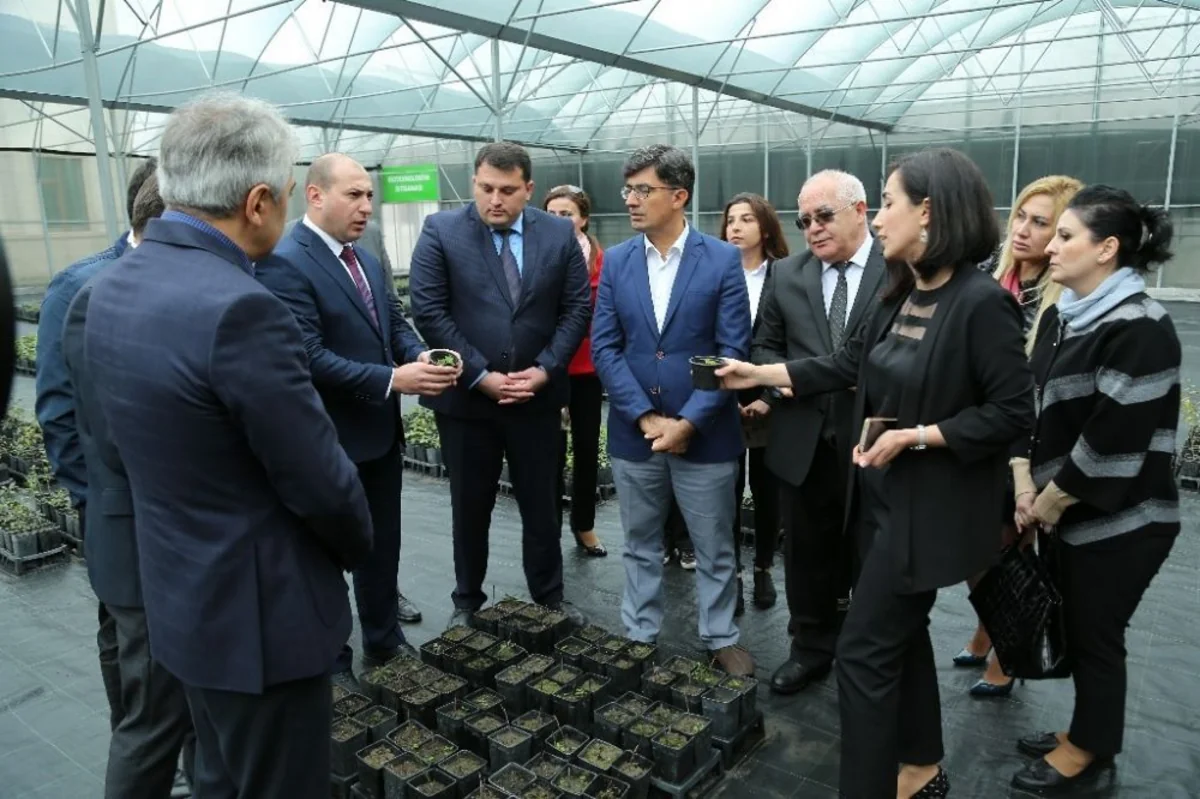 Azərbaycana meyvə tingi idxalı tədricən azaldılacaq