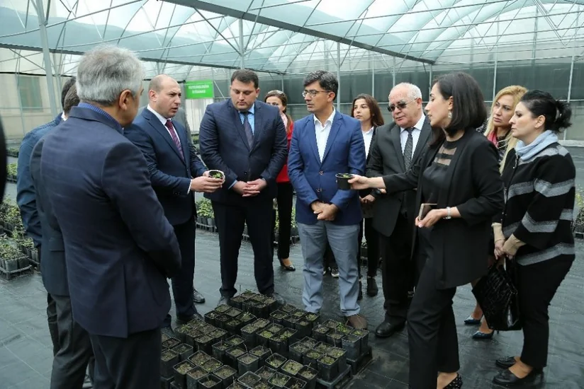 Azərbaycana meyvə tingi idxalı tədricən azaldılacaq