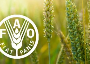 FAO: Regiondakı ölkələrin aqrar xərclərində ekoloji ödənişlərin payı azdır 